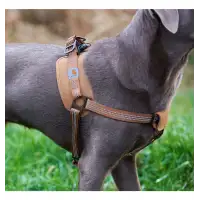 Szelki Treningowe Dla Psa Carhartt Training Harnes