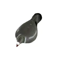 Wabik gołąb, półforma