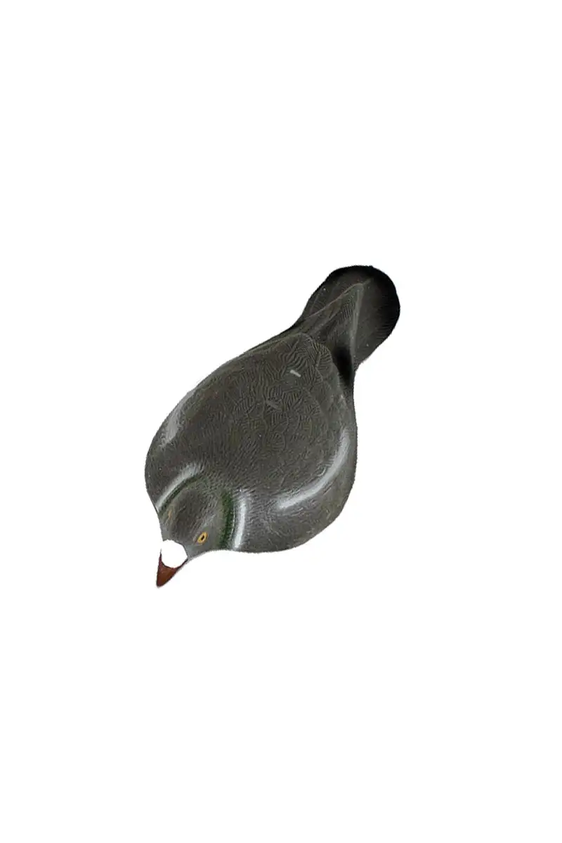 Wabik gołąb, półforma